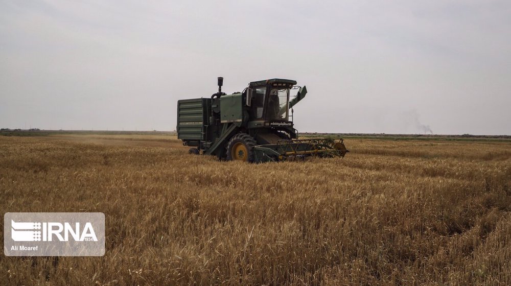 iran wheat