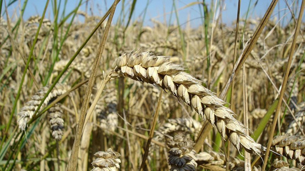 Food security and agricultural independence