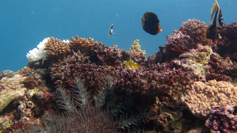 Climate change biggest threat to natural World Heritage sites