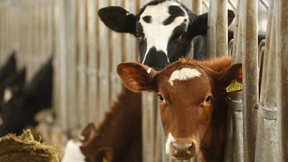 Post-Brexit trade bill must protect UK food standards