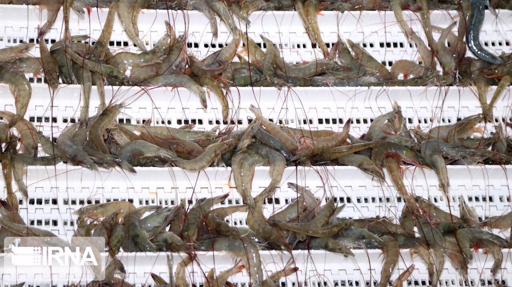 Iran eyes 15% increase in annual fishery output