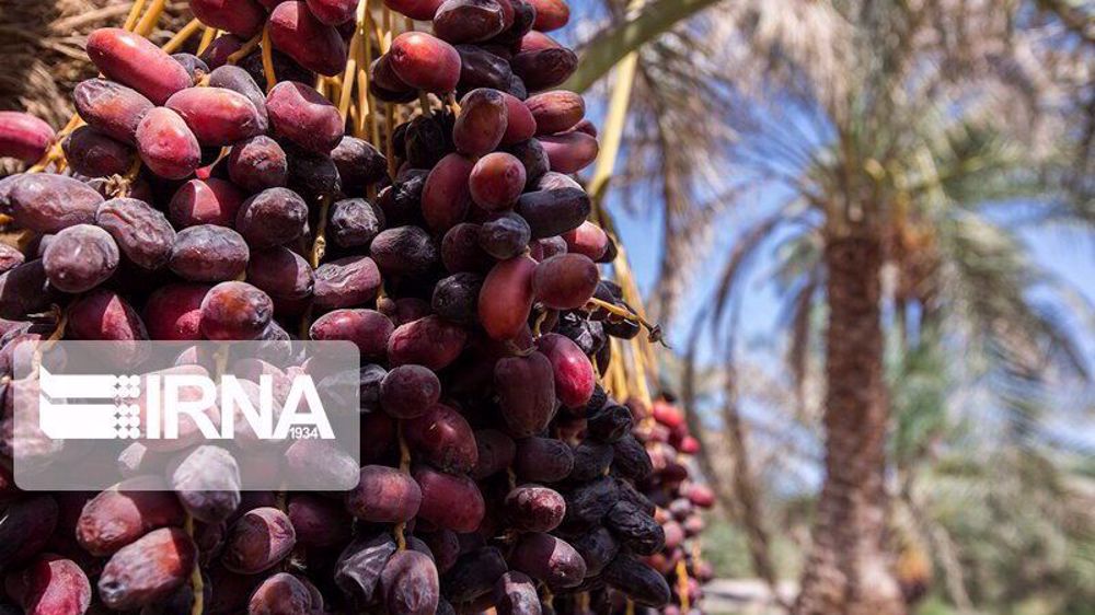 Iran earns over $53 mln from 4 months of date exports