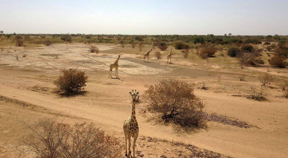 World wildlife plummets more than two-thirds in 50 years: Index