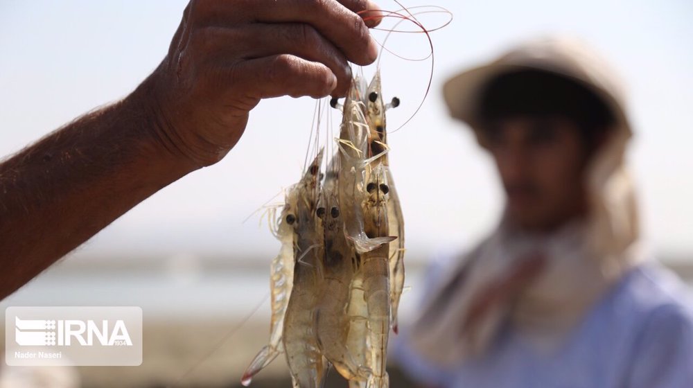 Iran set to raise shrimp output to 52k tons by March