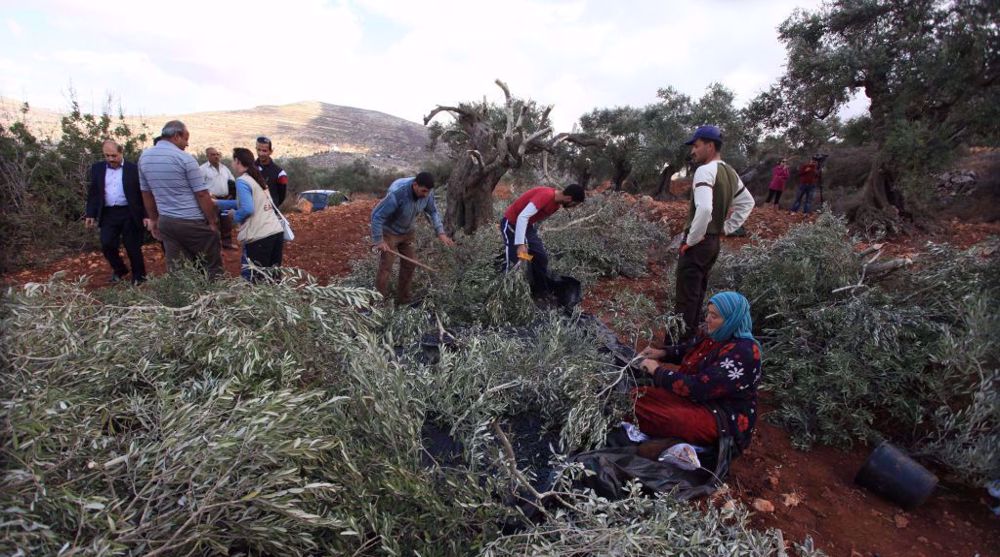 Israeli settlers uproot hundreds of Palestinian olive trees in West Bank