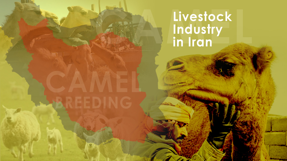 Livestock Industry in Iran 