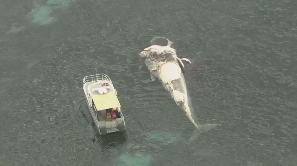 Australian beaches closed as sharks feed on whale carcass