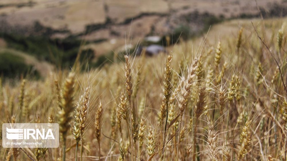 Iran’s wheat imports at record levels amid fall in domestic crop