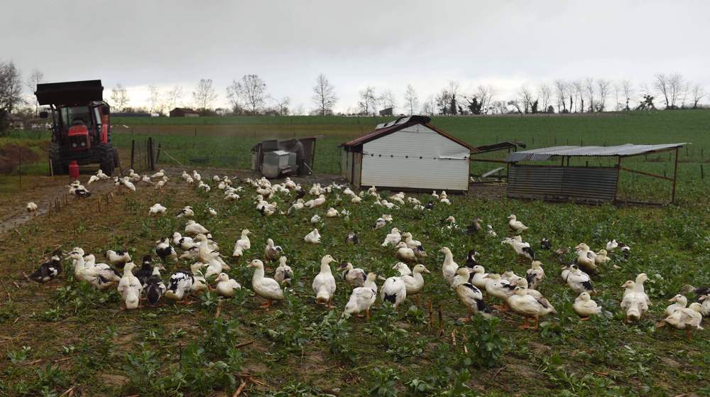France culls over 600,000 poultry in new bird flu outbreak