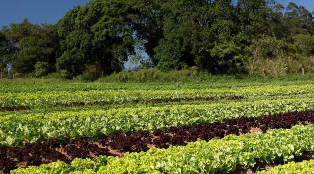 Government: Iran plans overseas farming in Russia, Brazil  
