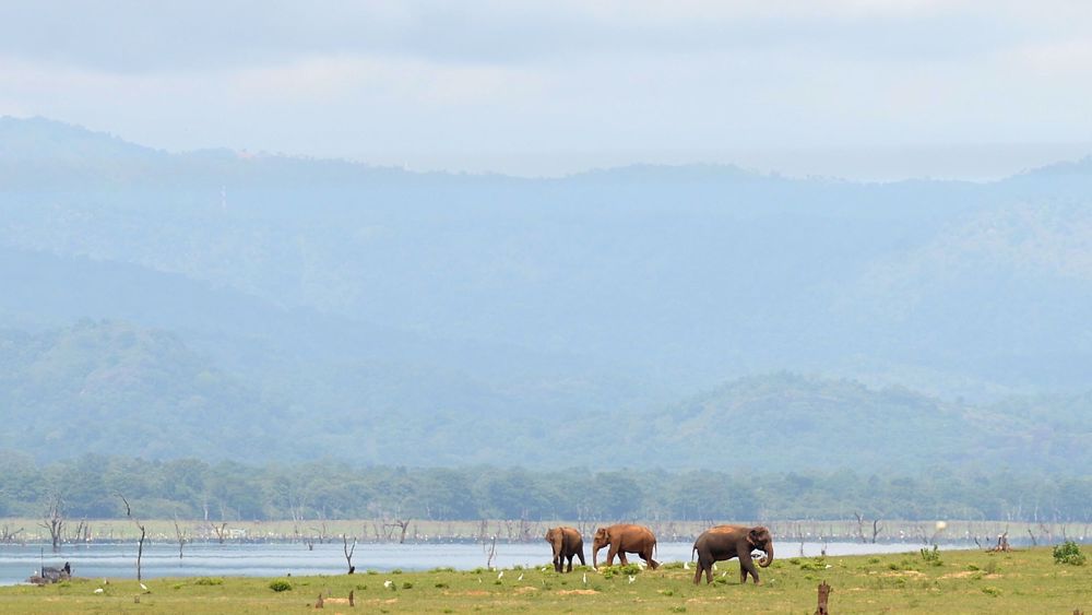 Human activity threatens species survival: Study