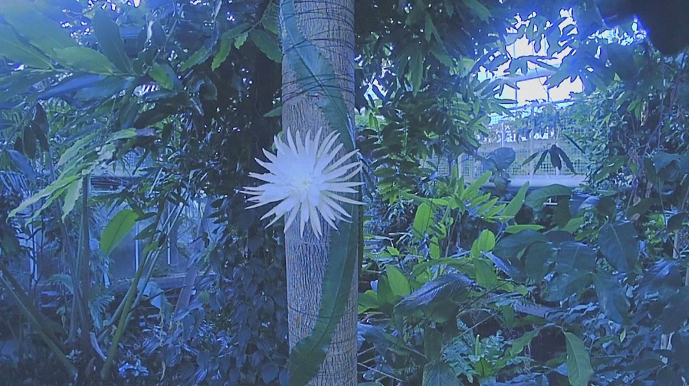 Rare cactus blooms in UK first at Cambridge University