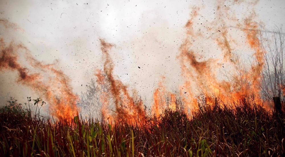 Two-thirds of tropical rainforest destroyed or degraded globally: NGO