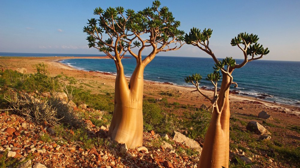 Yemen blasts UAE for transferring Israeli tourists to Socotra