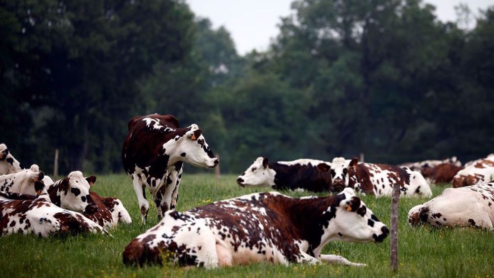 EU farming policy failing to fight climate change