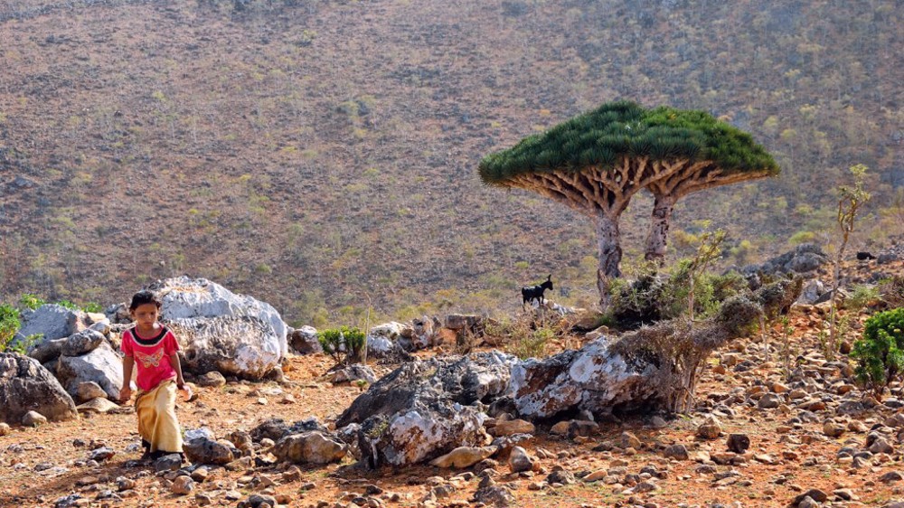 Report: UAE issues Emirati ID cards for residents of Yemen’s Socotra 