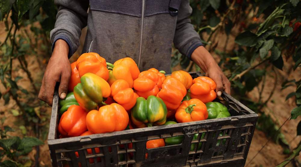 Israeli forces encroach on Gaza territory, raze Gazans’ farmland