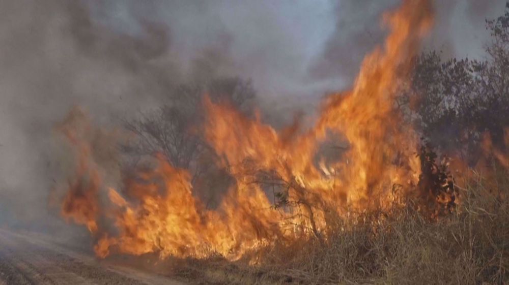 Forest fires tear through Bolivian forest