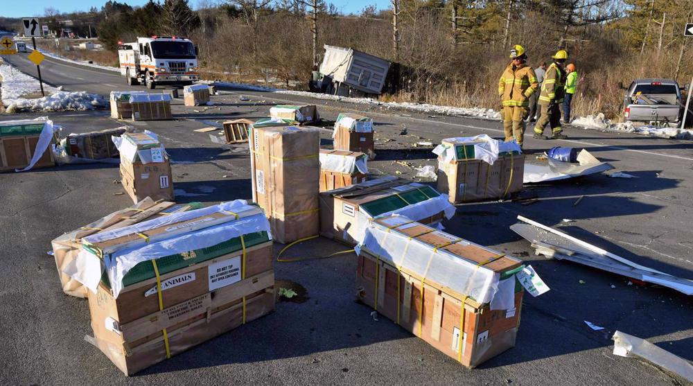 Three monkeys loose after truck carrying 100 primates crashes in Pennsylvania