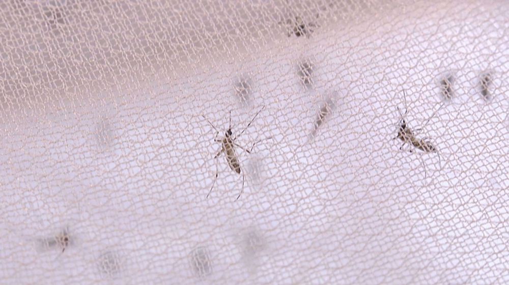 Mosquitoes
