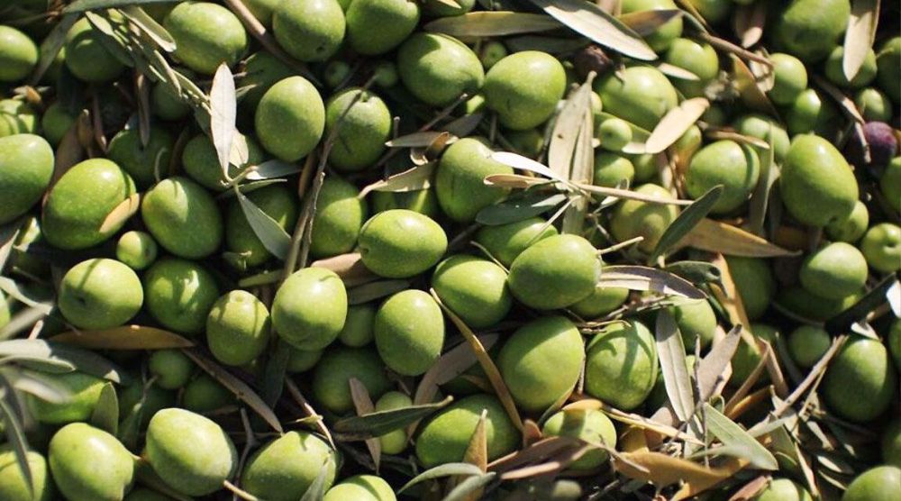 Iran expects bumper olive harvest this year at 200,000 mt
