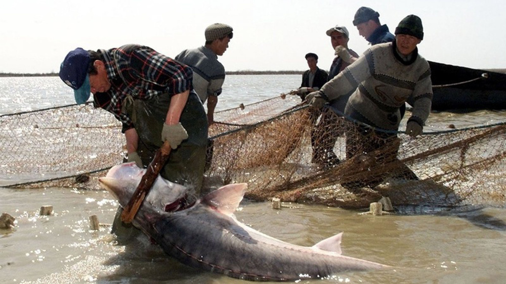 Iran, other Caspian states extend ban on sturgeon fishing