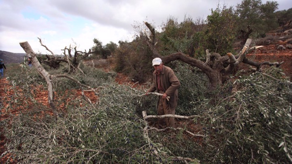 Palestine calls on intl. community to stop Israeli crimes, settlers’ terrorism