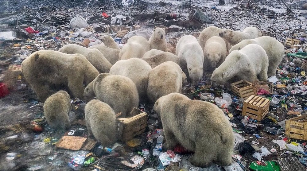Climate change: More than 1 in 10 species could go extinct by century’s end