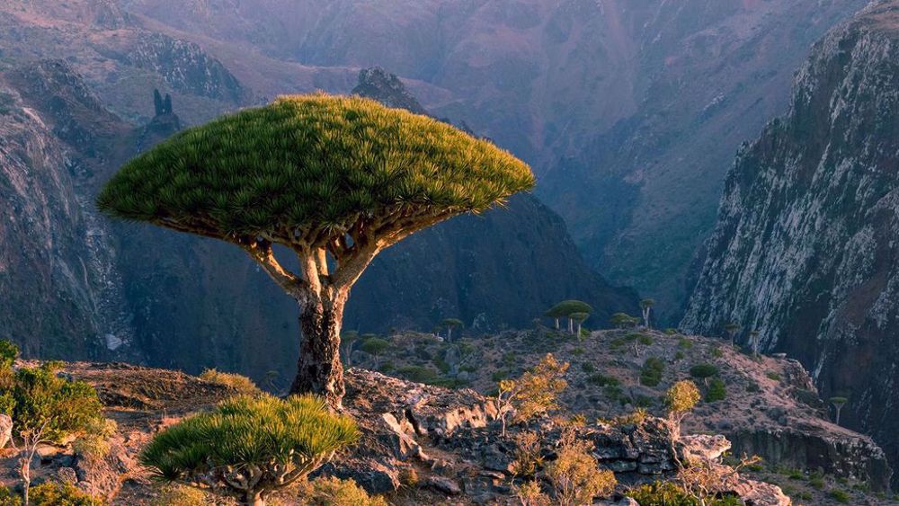 Top Yemeni official urges UAE to swiftly leave Socotra Island