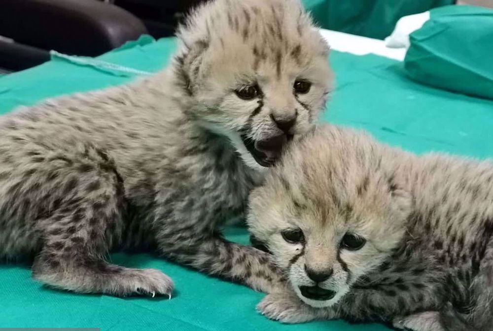 Cheetah cubs found in Iran’s Touran good omen for endangered species' survival
