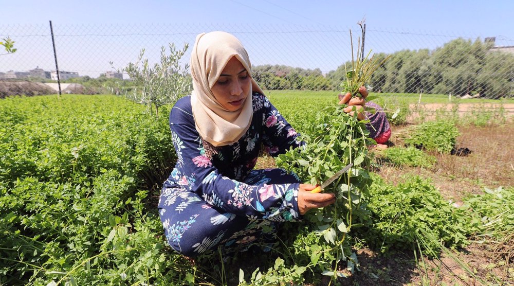 Israeli aircraft spray toxic pesticides near Gaza farmlands