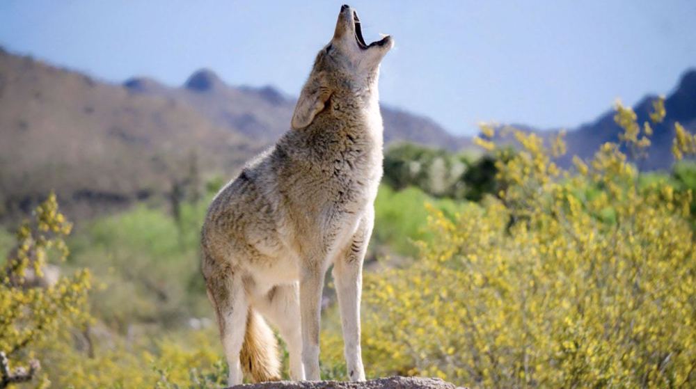 'Barbaric': US slaughtered 1.75 million animals in 2021