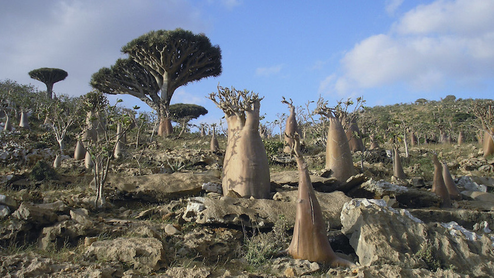 ‘UAE building settlement on Yemen’s Socotra Island for Israeli forces’