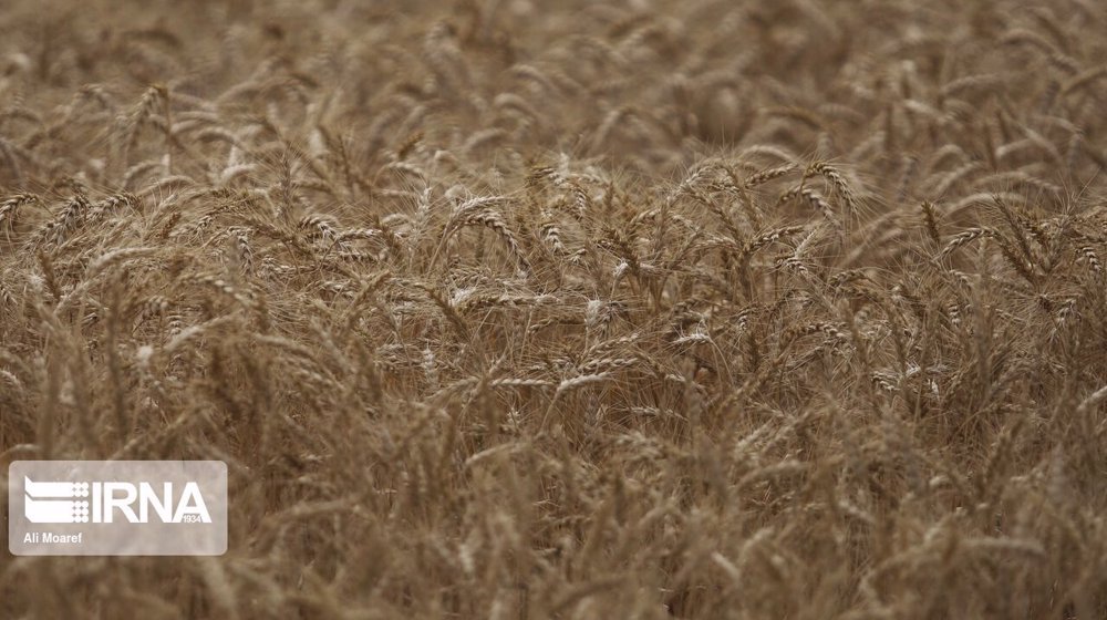 Iran’s April-May domestic wheat purchase at 1.5 mln mt: GTC