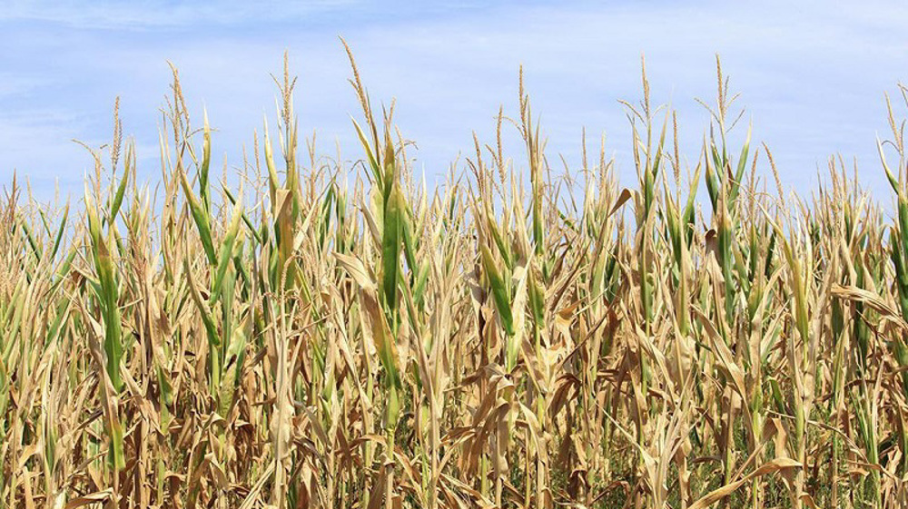Global food insecurity and the Ukraine war