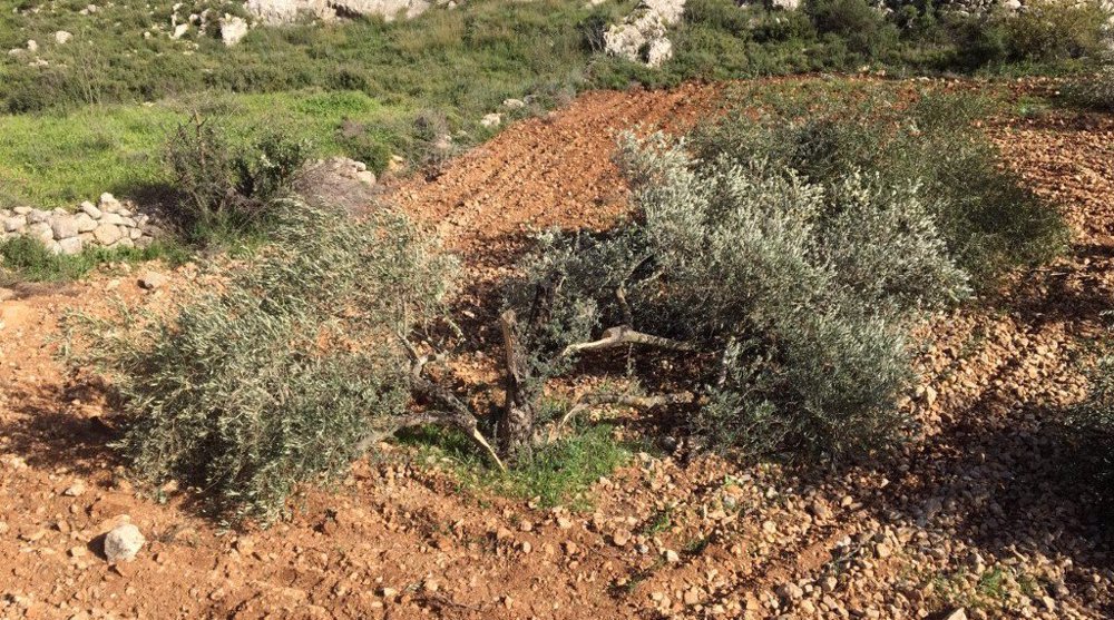 Report: Israel seized 25k dunums of Palestinian land, destroyed over 17k trees in 2021