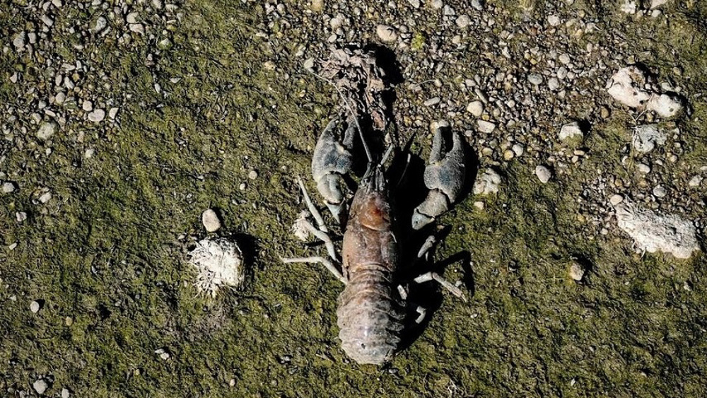 UK meteorologists, water firms issue warnings as extreme heatwave looms