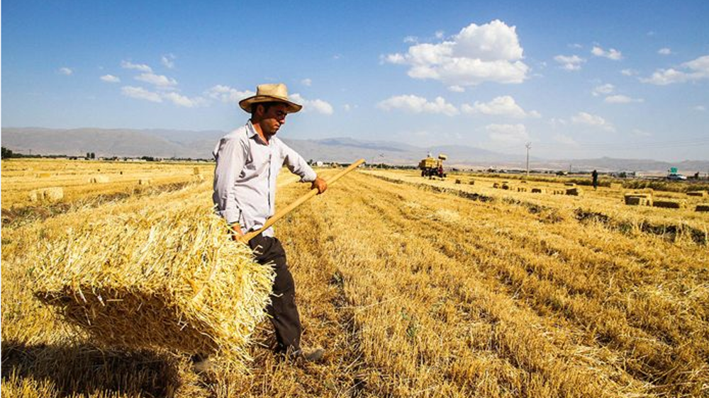 Iran boosts wheat stocks with local buys amid global crunch