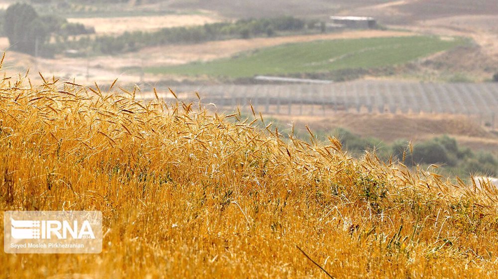 Iran announces conditional rise in guaranteed price of wheat