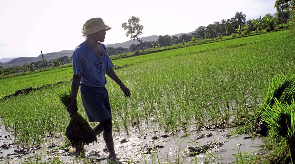 Rice for Unity