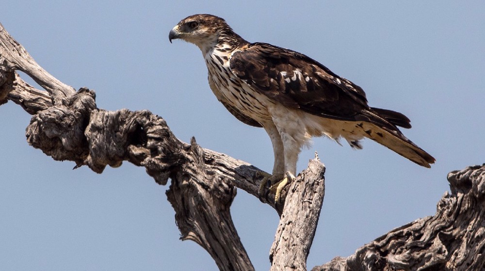 Almost all African raptors under threat, study finds