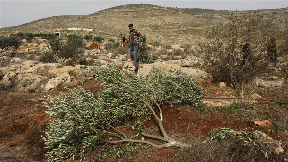 Olive harvest under threat: Lifeline of Palestinian families at risk