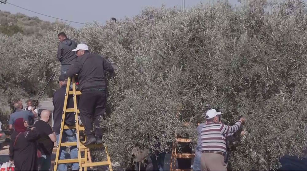 Unprecedented violence threatens Palestinian olive harvest