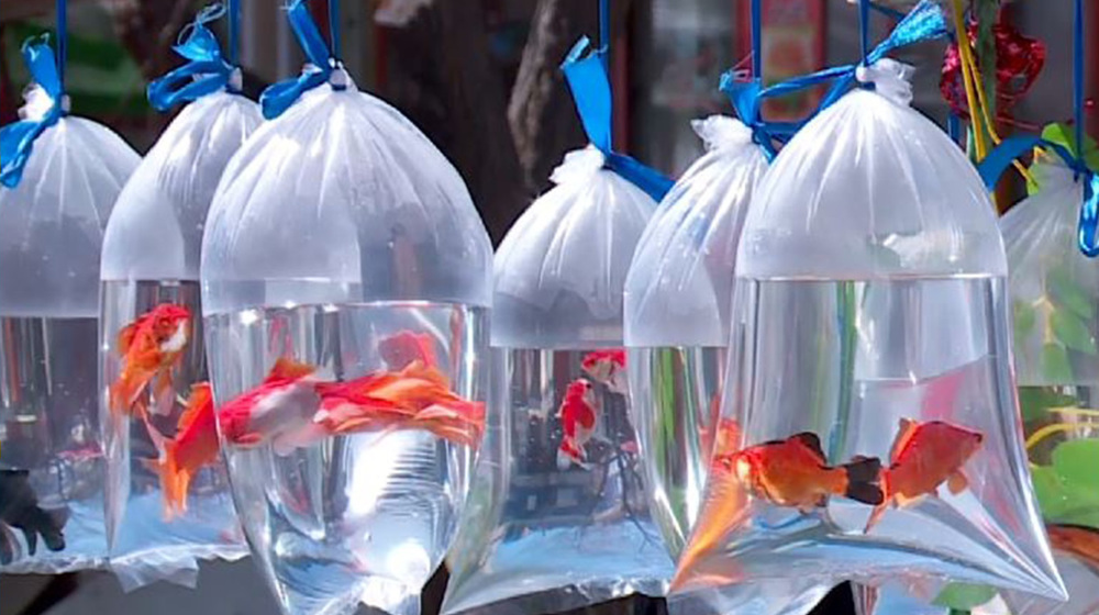 Afghans celebrate Norouz, Ramadan with joy