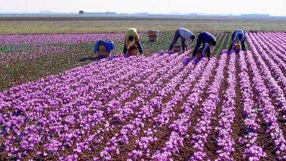 An Insider’s View of the Country: Agricultural Products in Birjand and Kharg Island