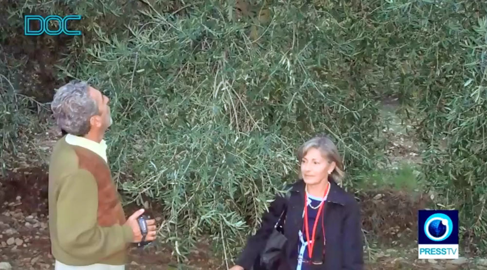 Under The Olive Trees
