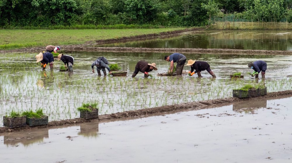 An Insider's View of the Country: Pigeons and Rice in Gilan