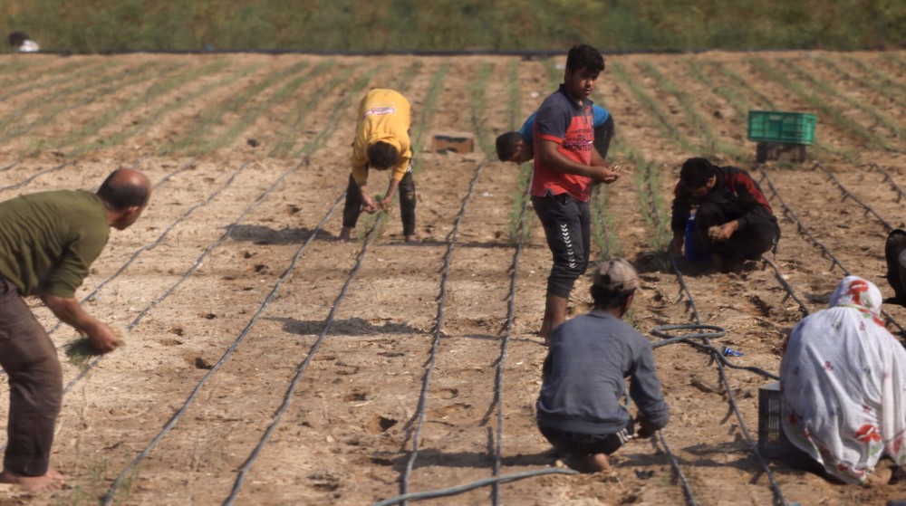 Euro-Med: Israel destroyed 75% of Gaza's farmlands, uses starvation as weapon