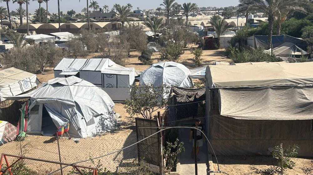 Israel destroys one million of Gaza’s 1.1 million olive trees