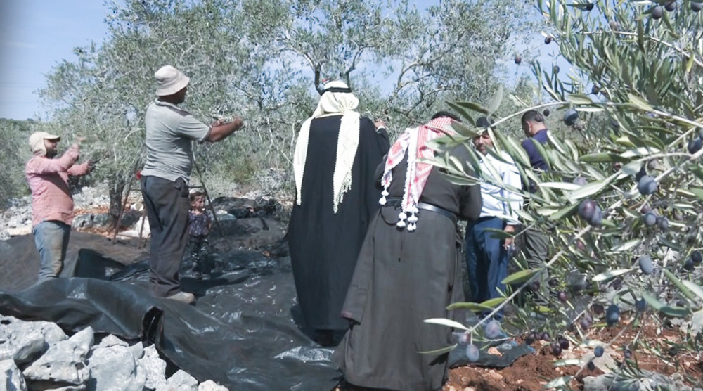 Settlers target olive harvest season in occupied West Bank 